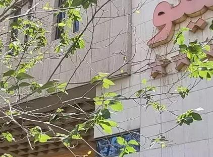 تور مشهد هتل مینو تورنگار