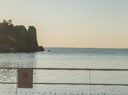Falcon Hotel تورنگار