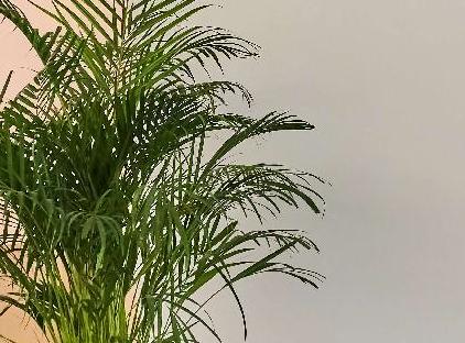 هتل آودو لوکال تورنگار
