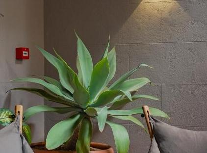 هتل بلموندو سوئیتس تورنگار