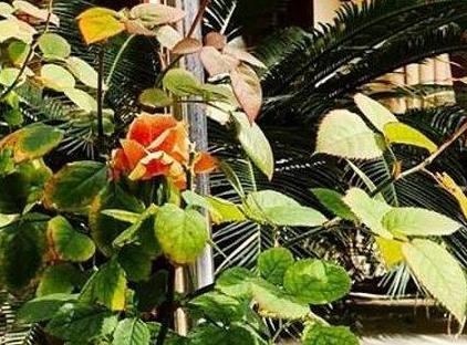هتل اسکی مسال تورنگار