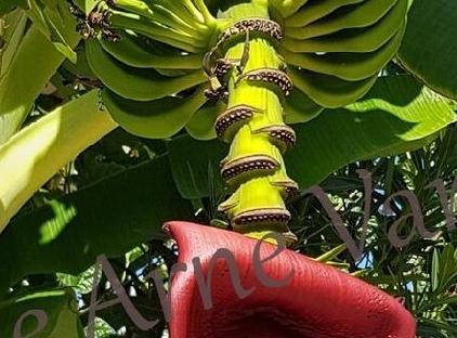 رزیدنس بلکا گلف دلوکس آپارتمان کنار استخر تورنگار