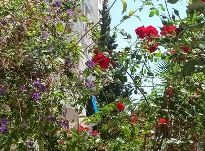 آپارتمان کیوت یک خوابه در قلب کنیاالتی تورنگار