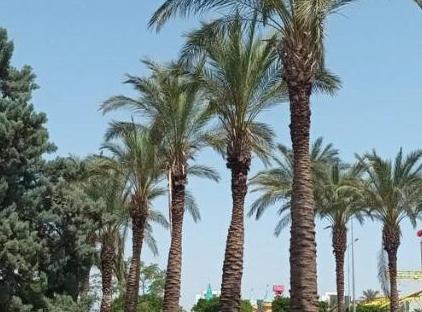 آپارتمان کیوت یک خوابه در قلب کنیاالتی تورنگار