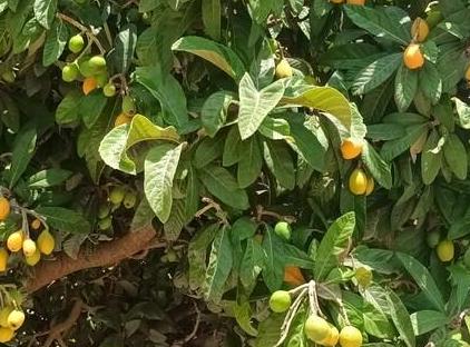 آپارتمان کیوت یک خوابه در قلب کنیاالتی تورنگار