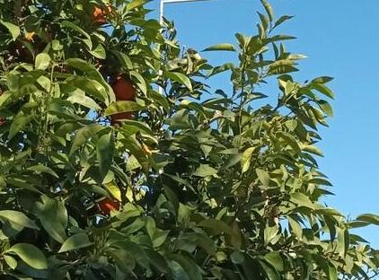 آپارتمان کیوت یک خوابه در قلب کنیاالتی تورنگار
