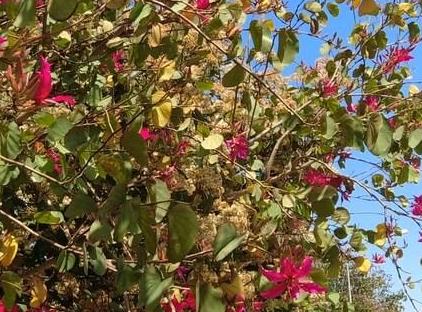 آپارتمان کیوت یک خوابه در قلب کنیاالتی تورنگار