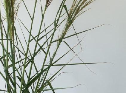 ویلای لIVING دریم ریلکس تورنگار