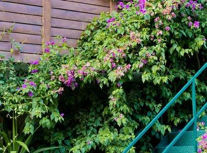 Türkmen Tree Houses تورنگار