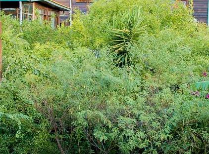 Türkmen Tree Houses تورنگار