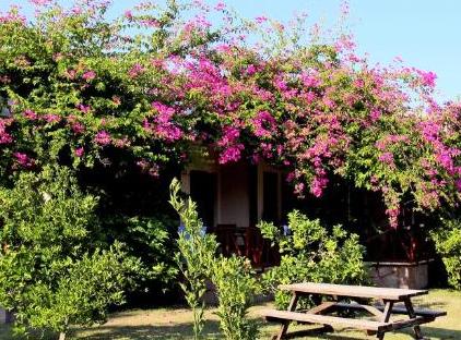 Nerissa Hotel تورنگار