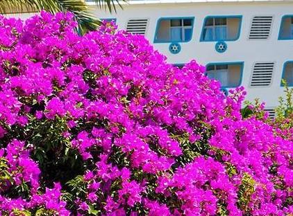 Daima Biz Hotel - All Inclusive تورنگار