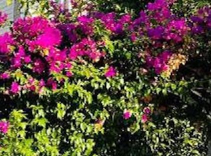 Felicity Hotel & Bungalows تورنگار