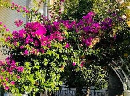 Felicity Hotel & Bungalows تورنگار