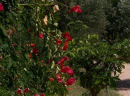 Felicity Hotel & Bungalows تورنگار