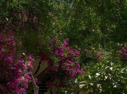 Felicity Hotel & Bungalows تورنگار