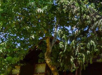 YAVUZ MOTEL ADRASAN تورنگار