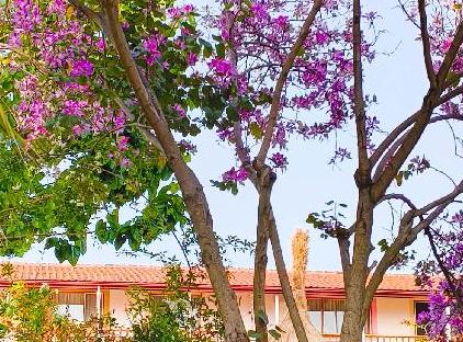 Erendiz Garden Hotel تورنگار