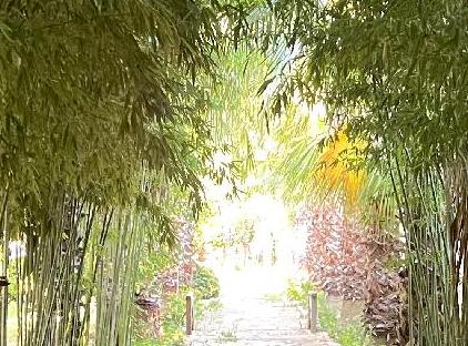 Pinea Pansiyon Çıralı  تورنگار