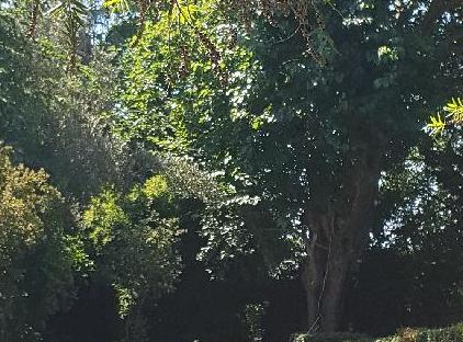 Pinea Pansiyon Çıralı  تورنگار