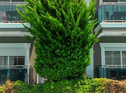 Sweet Home Kemer Apartments تورنگار