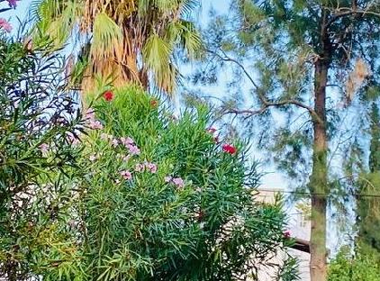 VILLA BONCUK 120 metres to the Beach تورنگار