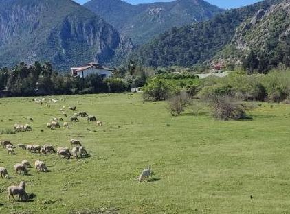 Villa Nar تورنگار