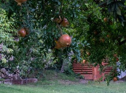 Trinitys Forest Bungalows تورنگار