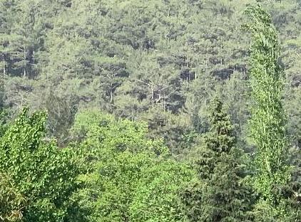 Trinitys Forest Bungalows تورنگار