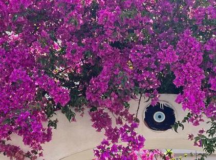 Palma Rosa Hotel تورنگار