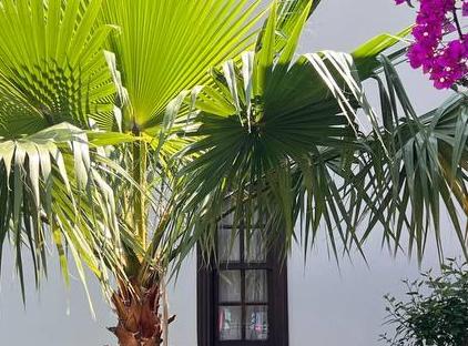 Palma Rosa Hotel تورنگار
