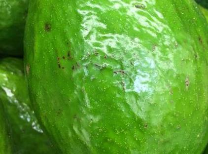 Safir Pansiyon تورنگار