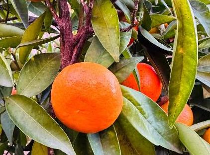 Gelidonya Pansiyon تورنگار