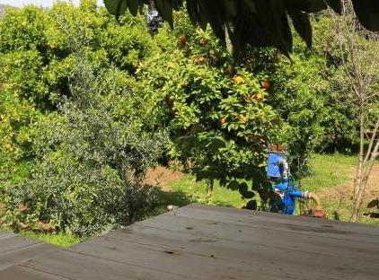 Cıralı Villa Zeytin تورنگار