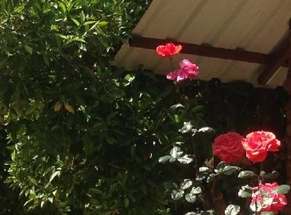 rosery karakalem bungalow evleri تورنگار