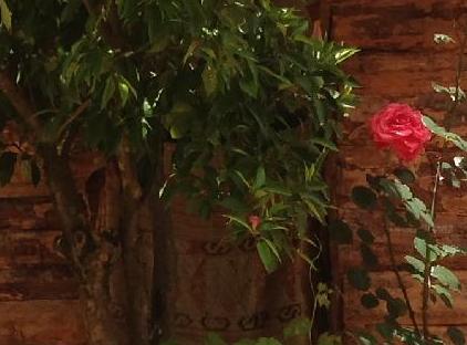 rosery karakalem bungalow evleri تورنگار
