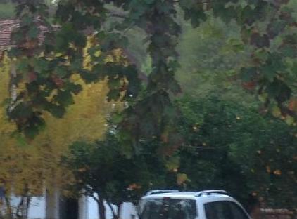 rosery karakalem bungalow evleri تورنگار