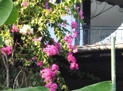 Anatolia Resort تورنگار