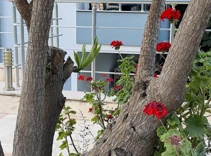 Kemer Comfort Apartment تورنگار