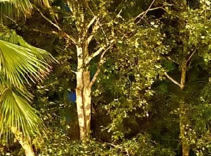 Okyanus Kıyısı bungalov çıralı تورنگار