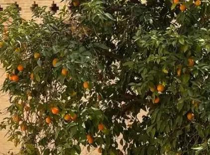 تور شیراز هتل سنتی روزبهان تورنگار