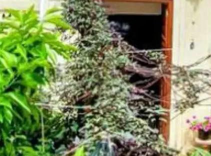 تور شیراز هتل سنتی گل بهار تورنگار