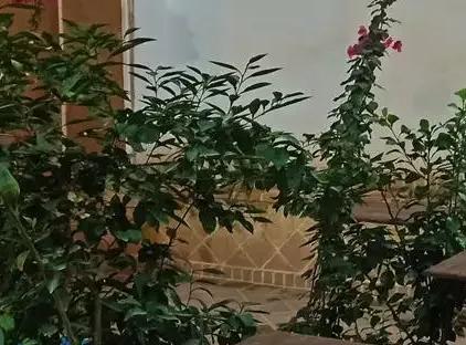 تور یزد اقامتگاه بوم گردی شاخه نبات تورنگار