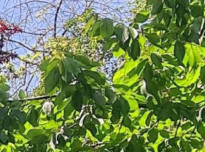 تور هتل کانتری کلاب پولونزکوی استانبول تورنگار