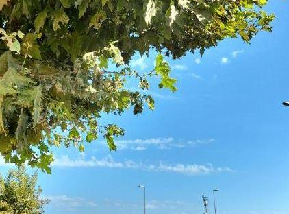 تور هتل ددم استانبول 1 تورنگار