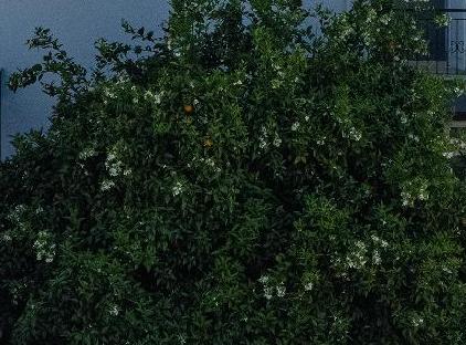 هتل آپارت اسوس بلک تورنگار