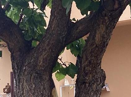 خانه رمانتیک تورنگار