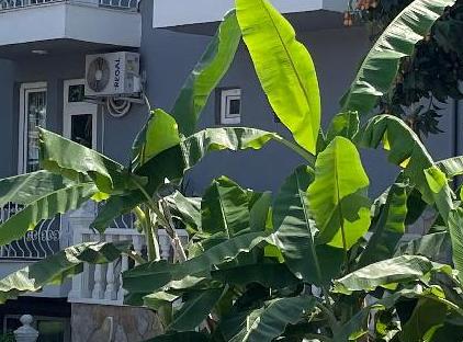 Tekirova Millennium HOtel تورنگار