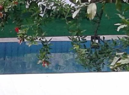 Waldvilla تورنگار