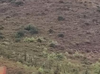 Lalin Suit Apart تورنگار